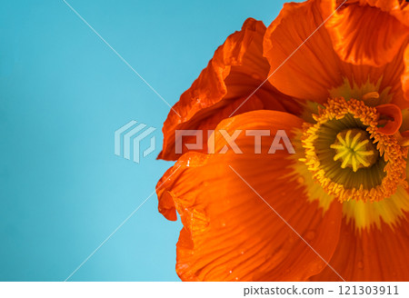 Macro orange poppy on a blue background. Extreme flower close-up 121303911