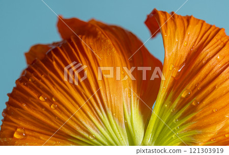 Macro petals of orange poppy on a blue background. Extreme flower Macro petals of orange poppy on a blue background. Extreme flower 121303919