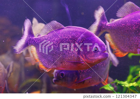 underwater photography of fish Pygocentrus nattereri underwater photography of fish Pygocentrus nattereri 121304347