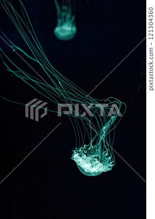 Macro shot of Chrysaora quinquecirrha underwater Macro shot of Chrysaora quinquecirrha underwater 121304360