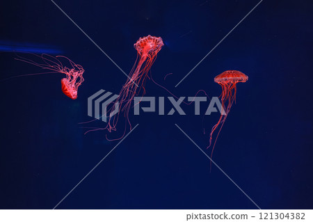 underwater photography of beautiful jellyfish japanese sea nettle chrysaora pacifica 121304382