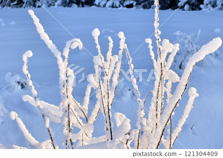 Laconic composition with wet snow on roadside bushes. Laconic composition with wet snow on roadside bushes. 121304409