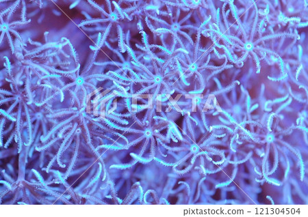 Ultra Blue Xenia - Anthelia spp 121304504