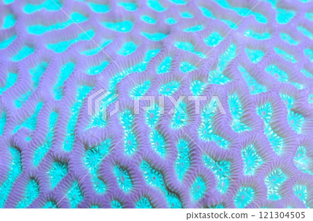 Turquoise Closed Brain Coral - Favites spp 121304505