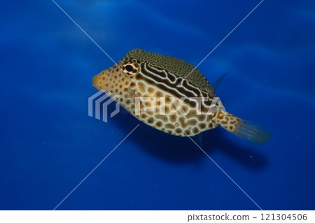 Scribbled Boxfish, Reticulate Boxfish (Ostracion solorensis) Scribbled Boxfish, Reticulate Boxfish (Ostracion solorensis) 121304506