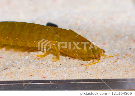 Green Mantis Shrimp, Gonodactylellus viridis Green Mantis Shrimp, Gonodactylellus viridis 121304509