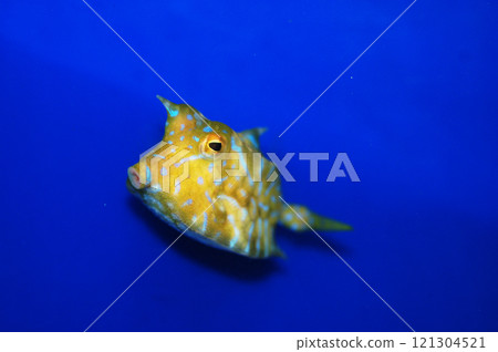 Thornback Cowfish -  Lactoria penthacantha 121304521