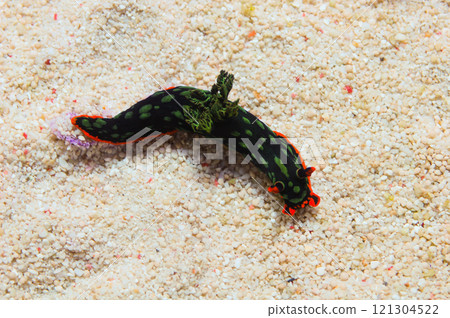 Cristate Neon Slug, Nembrotha cristata 121304522