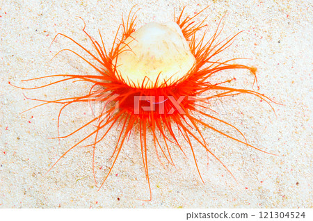 Electric Eye Scallop, Limaria spp Electric Eye Scallop, Limaria spp 121304524