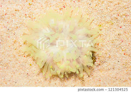 Neon Bubble Anemone, Entacmaea quadricolor 121304525