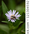 Bee on a pink aster flower in Colorado 121304592