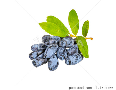Blue Honeysuckle berries (Lonicera caerulia) with leaves. Blue Honeysuckle berries (Lonicera caerulia) with leaves. 121304766