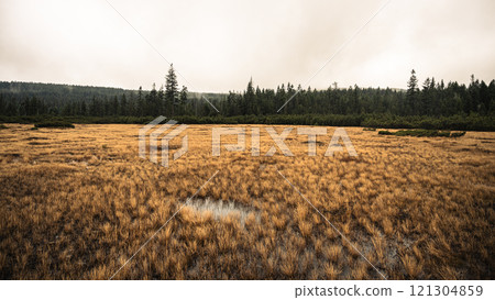 The Jizerka peat bog transforms into a tapestry of autumn hues, surrounded by a dense forest in the Jizera Mountains. Soft lighting enhances the tranquil, natural beauty of the landscape. 121304859