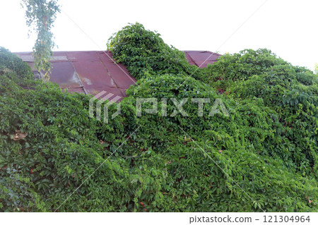 Wild grapes envelop the house, transforming it into a green oasis in a serene landscape 121304964