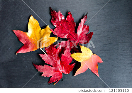 leaf, foliage, autumn 121305110