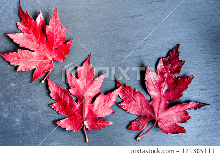 leaf, foliage, autumn 121305111