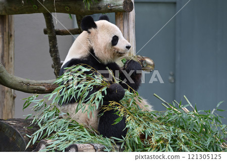 Yoshihama eating bamboo deliciously 121305125