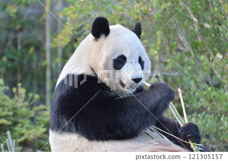 Kaedehama eating bamboo deliciously Kaedehama eating bamboo deliciously 121305157