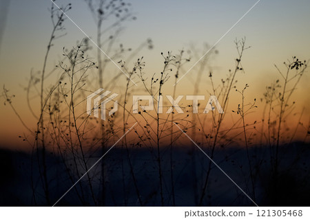 Winter grass Winter grass 121305468