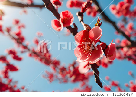Red plum blossoms shining against the blue sky 121305487