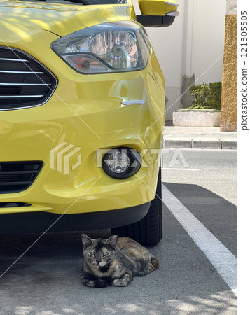 A cat is sitting in front of a yellow car. Aware of run over an animal A cat is sitting in front of a yellow car. Aware of run over an animal 121305505