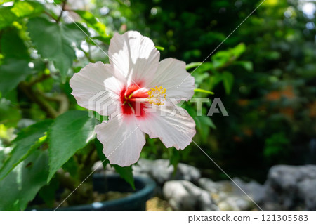 White hibiscus 121305583