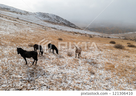 Horses grazing on snowy landscape in a serene and open meadow 121306410