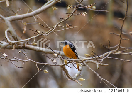 Kotobuki Kotobuki 121306546