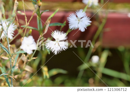 白色的河原出子花 白色的河原出子花 121306712