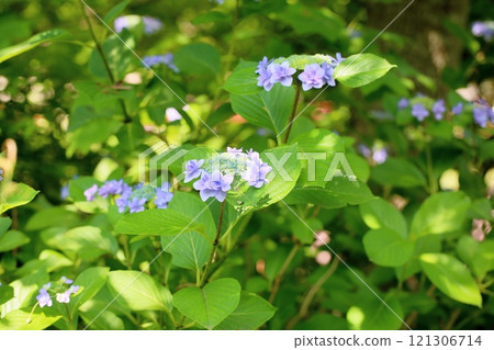 Refreshing hydrangea flowers 121306714