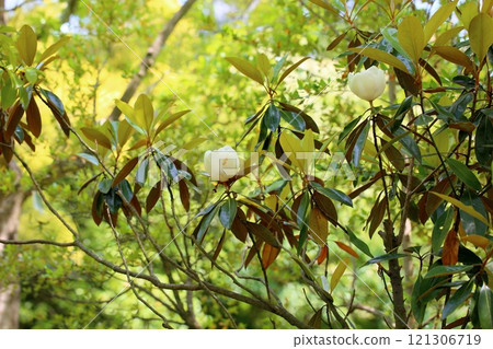 Refreshing Magnolia grandiflora flowers 121306719