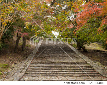 Autumn leaves and deer at Todaiji Temple's Cat Stage Autumn leaves and deer at Todaiji Temple's Cat Stage 121306806