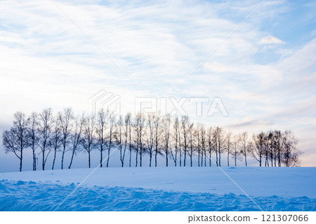 美麗的冬夜天空和樺樹 美麗的冬夜天空和樺樹 121307066