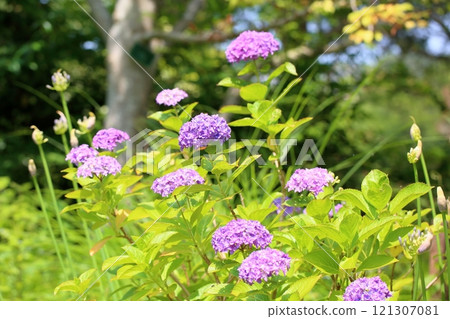 清新的繡球花 121307081