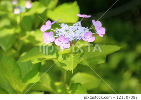 Cute hydrangea flowers 121307082