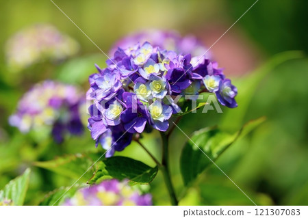 Beautiful rose-blooming hydrangea flowers Beautiful rose-blooming hydrangea flowers 121307083