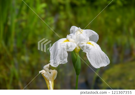 Sho Sakai Park Sho Sakai Park 121307355