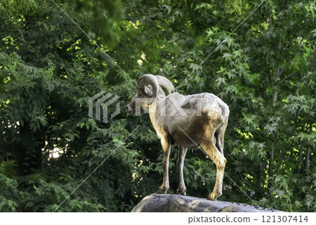 Bighorn sheep in the forest Bighorn sheep in the forest 121307414