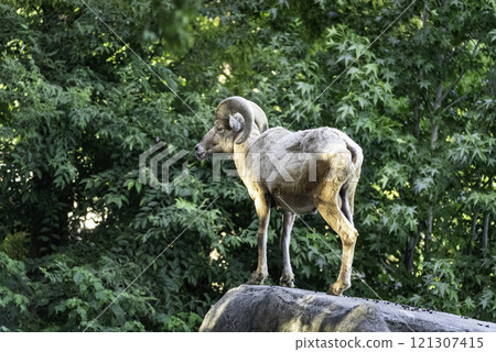 Bighorn sheep in the forest 121307415