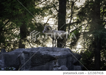 bighorn sheep on rock 121307416
