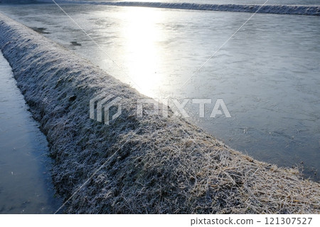 冰雪覆蓋的稻田 121307527