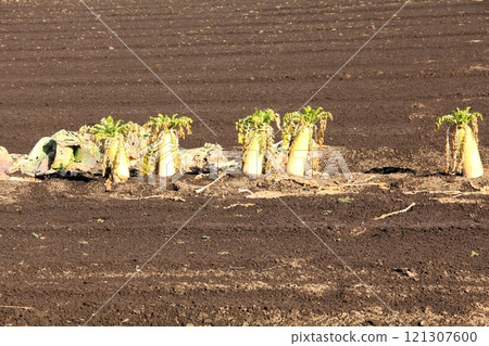 A radish field after harvest in February 2011 121307600