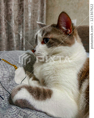 Profile of a cat lying on a bed. A clean domestic cat lies on its owner's bed. 121307622