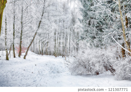 Majestic landscape with snow-covered trees in the city park. Majestic landscape with snow-covered trees in the city park. 121307771