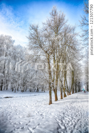 Picturesque landscape with snow-covered trees in the city park. 121307790