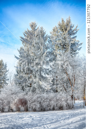 Incredible landscape with snow-covered trees in the city park. 121307792