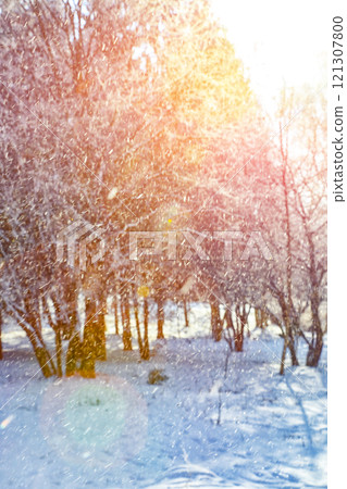 Abstract silhouettes of plants in the frost at sunset. Abstract silhouettes of plants in the frost at sunset. 121307800