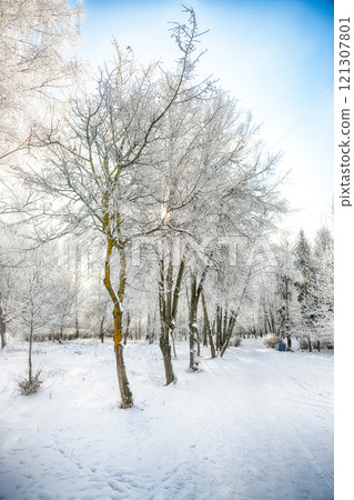 Majestic landscape with snow-covered trees in the city park. Majestic landscape with snow-covered trees in the city park. 121307801