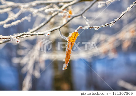 Amazing view of frozen leaves covered with ice crystals. 121307809