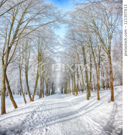 Majestic landscape with snow-covered trees in the city park. Majestic landscape with snow-covered trees in the city park. 121307813